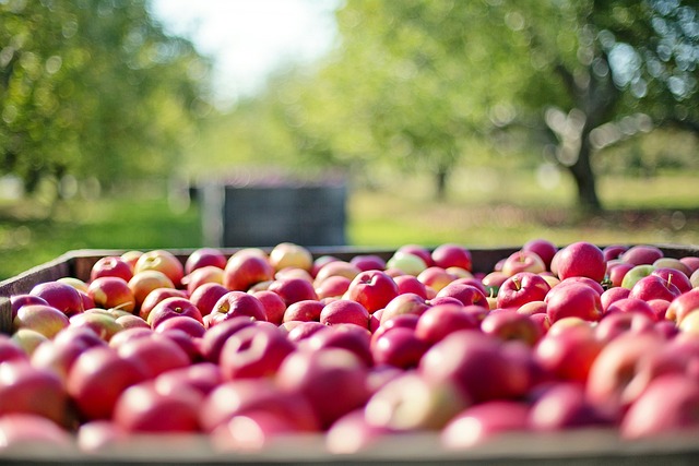 Zachowanie Świeżości i Smaku: Jak Chłodnia Pomaga w Utrzymaniu Doskonałej Jakości Jabłek
